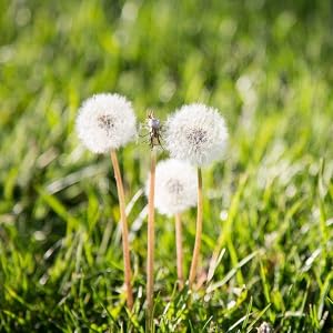 surge weed and feed treating dandelions