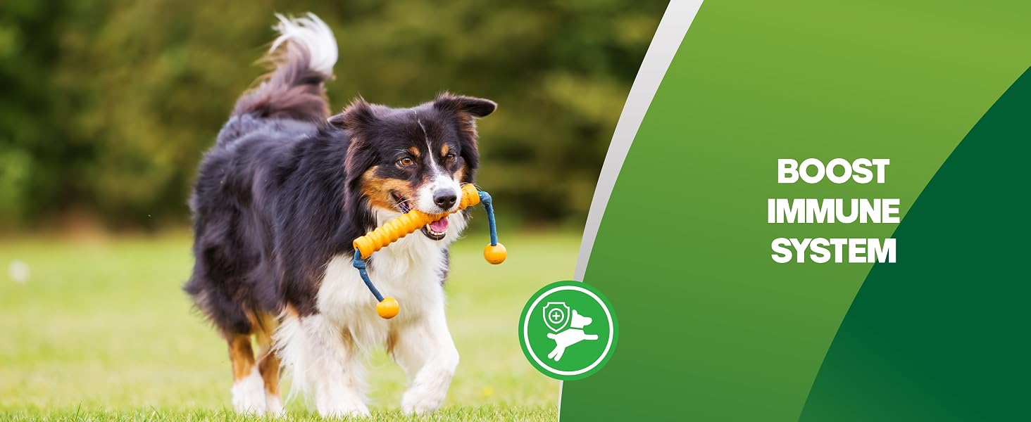 probiotic chews for dogs dog anti diarrhea medication pet probiotics for dogs