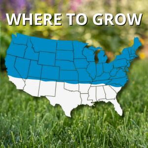 jonathan green blue panther grass seed lawn yard care
