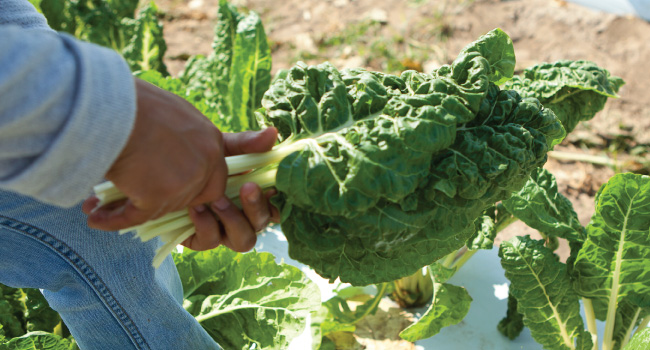 Lettuce pick