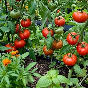 Lush tomato garden