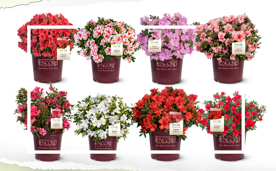 Plants by Mail Encore Azalea bush rhododendron blooming flowering shrub plant pot