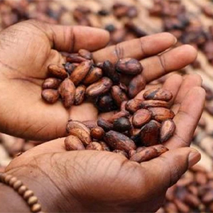 almond covered chocolate dark almonds organic chicolate 60% 100% raisins espresso beans nibs