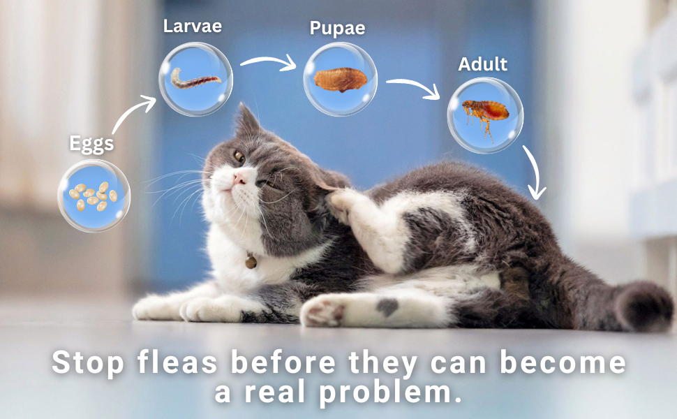 Provecta for Cats