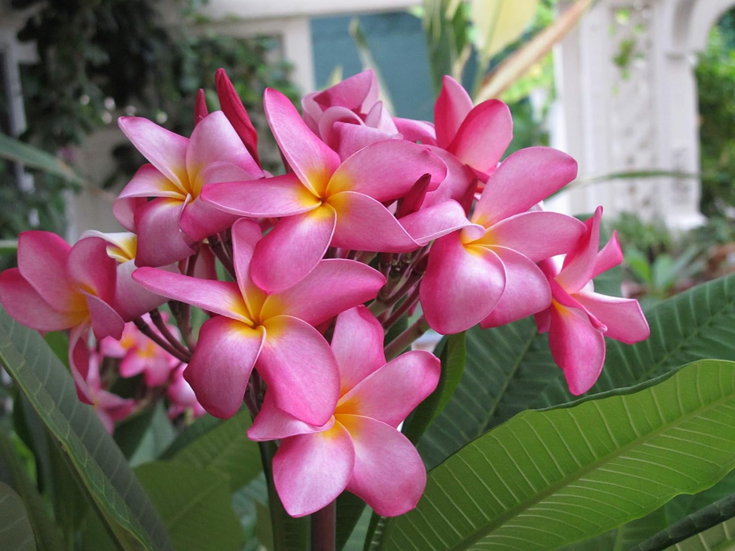 HAWAIIAN PINK PLUMERIA PLANT CUTTING ~ GROW HAWAII