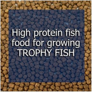 bluegill food