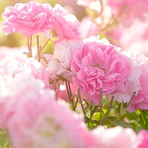 sweet drift rose in the landscape or garden by perfect plants