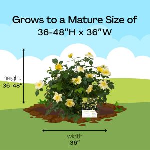 Mature Size