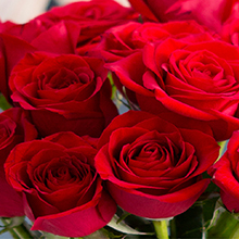 Roses