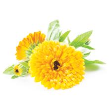 calendula oil ulcer bed sore itch rash moisturizer softens skin