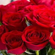 Roses