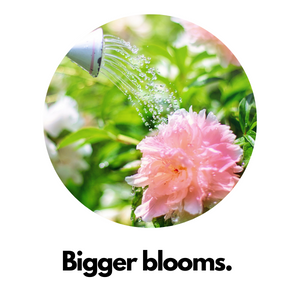 Our formula of triple super phosphate promotes bigger blooms during the growing season.
