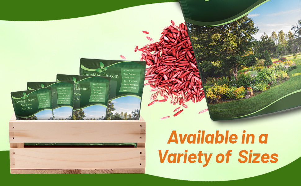 Turf Type Fesuce Grass Seed &amp;amp; Kentucky Bluegrass Lawns