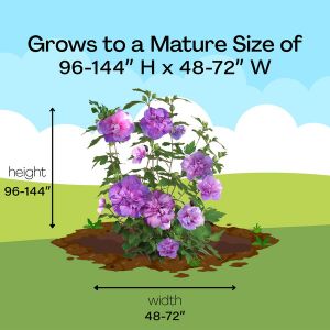 Mature Size
