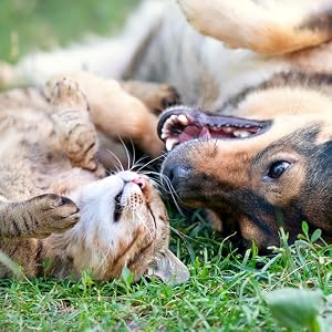Dog and kitten lying together on grass outdoors