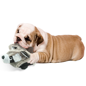 Dog Squeaky Toys