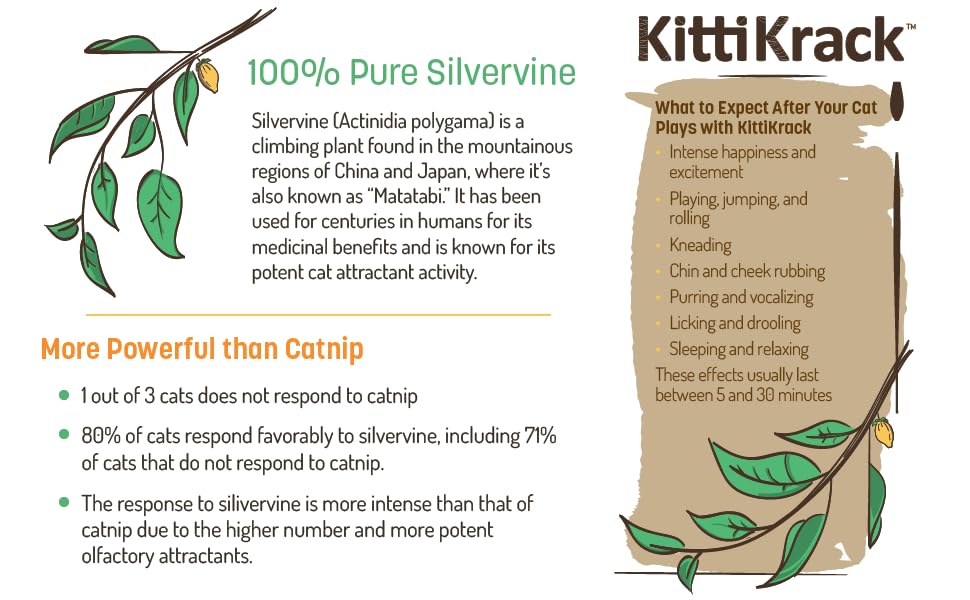 silvervine