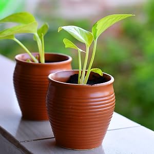 coco coir bricks