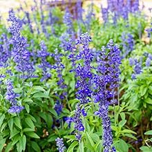 clary sage