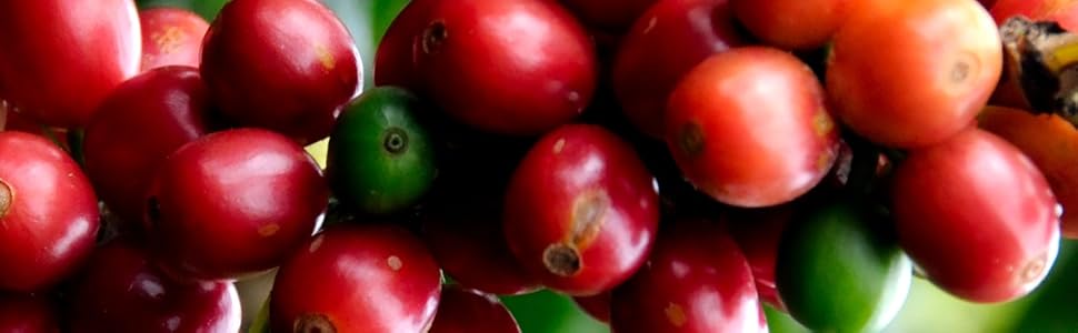 peaberry