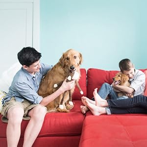 Studio image of Spencer - large, brown, with a happy dog