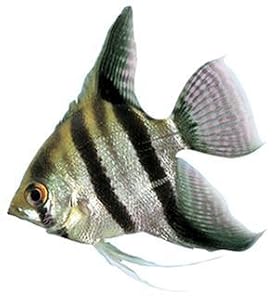 aplus content image