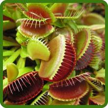 Venus Flytrap Indoor Plant