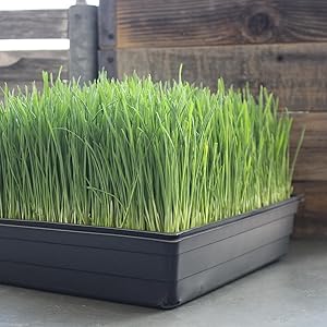 wheatgrass growing kit handy pantry minute soil
