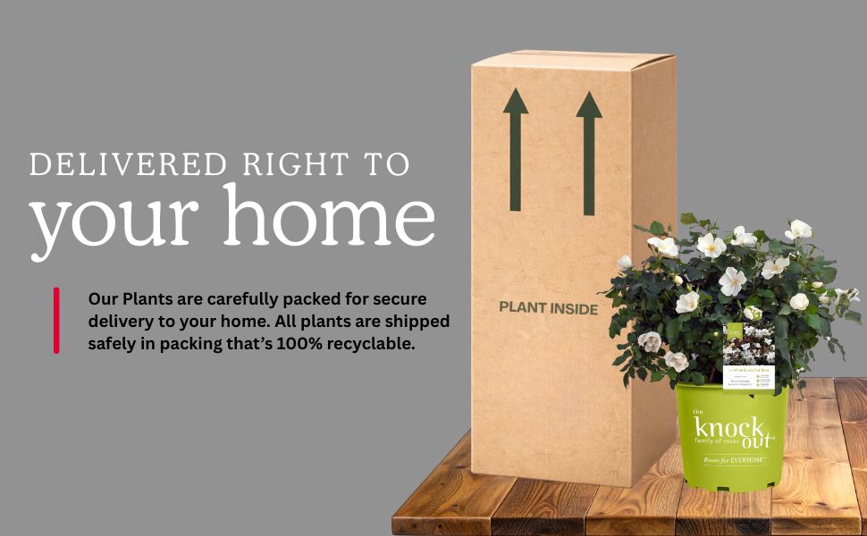 Delivered to your home