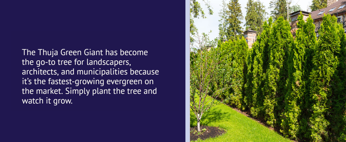 The thuja Green Giant is the fastest growing evergreen tree on the market.