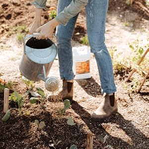 Fertilizing soil with fruit and flower AgroThrive organic fertilizer for fruits