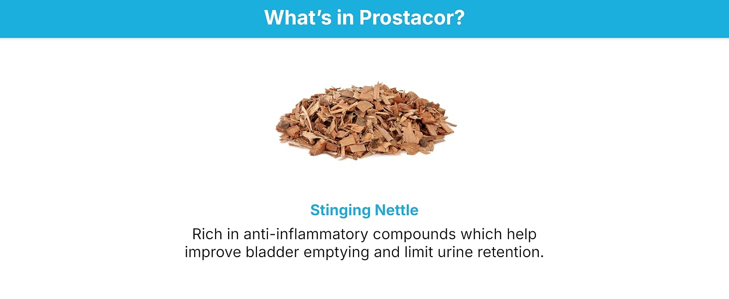 Stinging Nettle