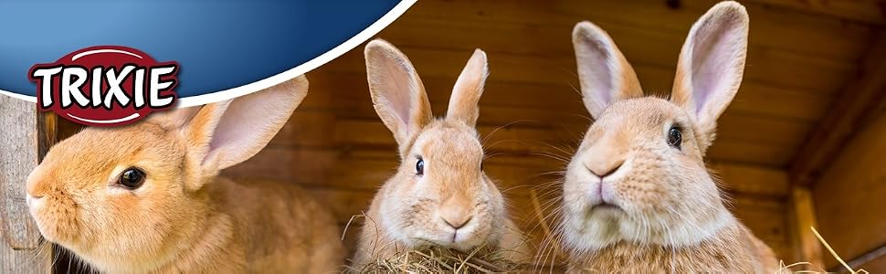Rabbit_1