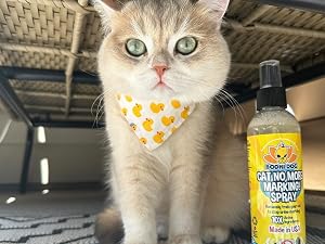 cat next to bottle of no more marking spray on outdoor rug