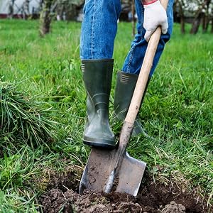 planting picture