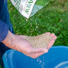 Grass, grass seed, seed, perennial ryegrass, perennial ryegrass seed, lawn, lawn seed, greenview