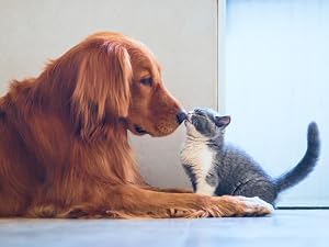 dog &amp; cat