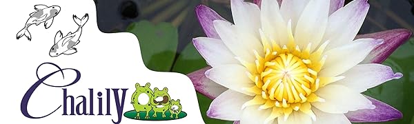 Amazon header HQ