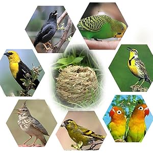 Bird Hut
