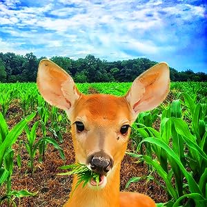 i must garden deer repellent deer repellent for plants bobbit deer repellent no zone deer repellent