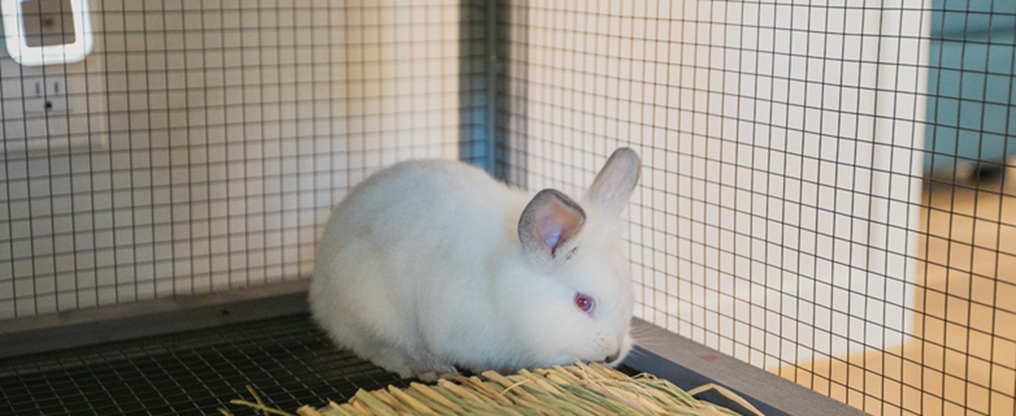 rabbit hutch