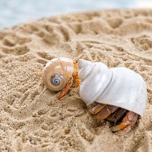 hermit crabs