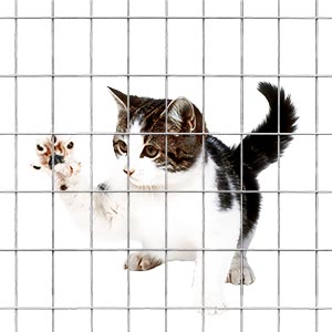 3x2inch galvanized welded mesh fencing 300x300 01