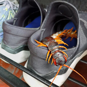 bugs in shoes