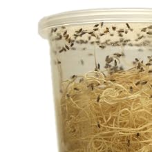 fruit flies