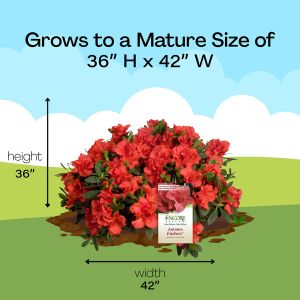 Mature Size