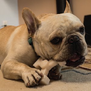 French Bulldog chews Bullibone