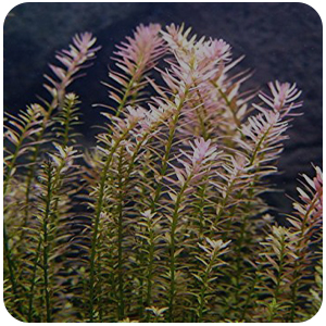 10 species plants package for fresh water aquariums