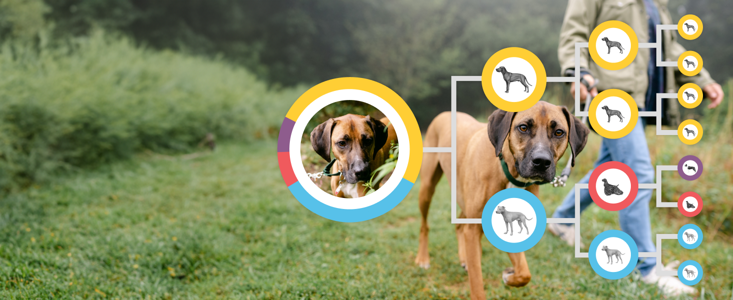 Embark tested dog showing the historical family tree of dod breeds