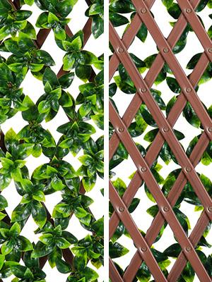 Ficus Lattice Front and Back